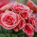 5 loại cây đặt trong nhà ngày Tết sạch không khí, đón tài lộc, tăng tuổi thọ