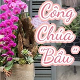 Tự nhiên Tết năm nay, người ta lại thi nhau mua một loại hoa có cái tên cực mỹ miều đi biếu tặng, vừa có gu vừa tinh tế