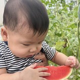 Nhà có em bé mê dưa, mẹ trồng hẳn vườn dưa mấy nghìn quả, ngắm cả khu vườn xanh mát khiến ai ghé cũng phải ngỡ ngàng