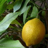 3 loại cây 'đẻ ra vàng' nên trồng trong nhà: Không chỉ 'hút' tài lộc mà còn bồi bổ sức khỏe