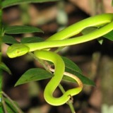 5 cây dụ rắn vào nhà