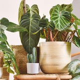 3 loại cây nên trồng trong nhà ngay mùa xuân này