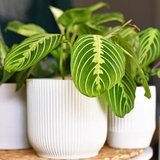 9 loại cây trồng trong nhà được ưa chuộng nhất năm 2026