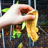 Vứt thứ này ra vườn ngay bây giờ, cây cối tự nhiên xanh tốt suốt xuân hè