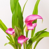 Những loài hoa cát tường nên trưng trong năm Bính Ngọ