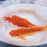 Mẹo chọn cá cúng Ông Công Ông Táo