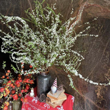 Bí quyết chăm sóc tuyết mai ra hoa đúng Tết Nguyên đán