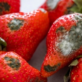 Năm nào cũng nhắc nhưng vẫn có nhà quên: Bỏ ngay ý định cúng loại quả này ngày Táo quân nếu muốn năm mới hanh thông, bớt chông gai