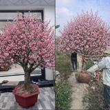 Bi hài chuyện chơi đào Tết khiến 1 người rơi lệ, vạn người xôn xao