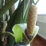 3 cây nở hoa là phúc lộc song hành, vận đỏ ghé thăm: Chúc mừng nhà nào sở hữu