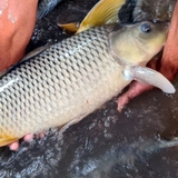 Mẹo xương máu phân biệt cá tươi và cá ươn, người bán "cậy mồm" cũng không nói