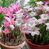 Đây là "cỗ máy nở hoa" trong nhà: Càng gặp mưa gió càng bung nụ, đẹp quanh năm chấp mọi loại thời tiết