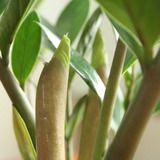 "Cây tiền" đến từ châu Phi nhưng lại là cây phong thủy quốc dân của cả châu Á: Mời gọi quý nhân, kích tài lộc rất tốt