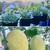 Mẹ đảm Đồng Nai biến sân thượng 90m2 thành "siêu thị" tại gia, nuôi gà tầng hầm, thu hoạch rau quả mỏi tay