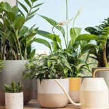 5 loại cây "hút cạn" may mắn, không nên trồng trong nhà