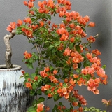 Giải mã cơn sốt chưng hoa giấy bonsai mini: Cây đong đầy năng lượng dương giúp xua tà khí, nhà chật mấy cũng rước được vượng khí vào nhà