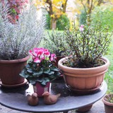 7 loại cây mang lại may mắn, nên trồng ngay trong vườn nhà