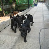 6 vật tự nhiên vào nhà được xem là dấu hiệu Thần Tài ghé thăm, chớ vội xua đuổi