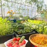 Ngắm khu vườn sân thượng “mùa nào thức nấy” rộng 85m2 của gia đình Đà Nẵng