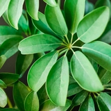 3 loại cây đặc biệt phù hợp với tuổi 40 trở lên: Biết trồng thì thể chất và tinh thần đều đi lên