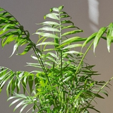 7 loại cây đặt đúng chỗ là "kéo tiền về": Nhiều người trồng sai nên không giàu lên được