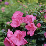 Loại cây nên trồng ngay bây giờ: Đẹp thanh lịch, ấn tượng "suốt đời"