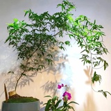 Muốn phòng khách lên level thượng lưu, tôi khuyên bạn ĐỪNG TRỒNG HOA: 8 cây xanh này mới là "thần" chiêu tài hút lộc, siêu khí chất