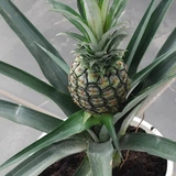 Loại quả được mệnh danh là "vua dưỡng thận" cực tốt cho sức khỏe, giá rẻ bán đầy chợ Việt, cầm từ 15.000 đồng là mua được