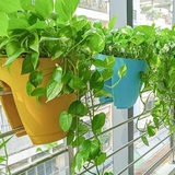 5 loại cây “chân ái” cho ban công: đẹp, dễ trồng, phong thuỷ cực tốt