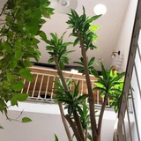 Ông bà dặn: Nhà có 4 dấu hiệu này đừng bao giờ bán, càng ở càng giàu, con cháu tha hồ hưởng lợi