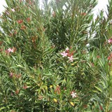 Loại cây “gọi” rắn tới nhà, chứa chất cực độc: Nhiều gia đình trồng mà không biết