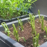 3 loại rau nên trồng ngay bây giờ: Sống khỏe, 20 ngày có rau sạch ăn liền