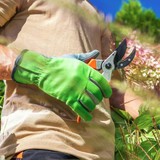 2 loại cây cần cắt tỉa ngay lúc này