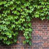 4 loại cây đừng trồng cạnh tường nhà