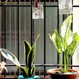 3 loại cây đừng đặt ở ban công vì sẽ cản tài lộc