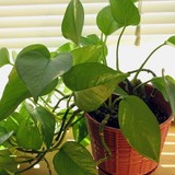 4 niềm vui, 3 nỗi sợ khi trồng trầu bà trong nhà