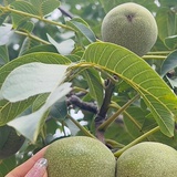 Loại quả thuộc top "tốt nhất thế giới", có ở Việt Nam, trồng một lần thu hoạch nhiều năm, tốt cho sức khoẻ