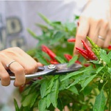 3 loại cây nên trồng tháng 4: Trồng một lần cho quả lâu dài, tốt trăm đường