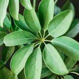 4 loại cây vừa “trấn trạch”, vừa làm thuốc, nên trồng trong nhà