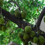 3 loại cây dễ "chặn" tài lộc, tránh trồng trước cổng