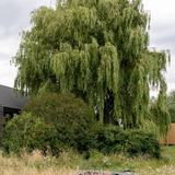 5 loại cây không nên trồng trước cửa nhà, vừa ảnh hưởng phong thủy lại có thể gây hại cho gia chủ