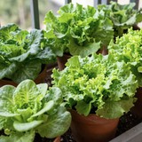 3 loại rau rất hợp với người trên 40 tuổi: Biết trồng thì khỏe đủ đường