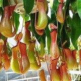 5 loại cây là "khắc tinh", rắn cứ nhìn thấy là sợ, không dám bén mảng, bạn nên trồng ngay mùa hè này