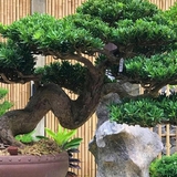Lời khuyên đến những gia đình đang trồng cây bonsai