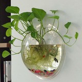 Lời khuyên đến những gia đình đang trồng trầu bà