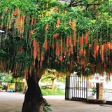 Lời khuyên đến những gia đình đang trồng cây lộc vừng