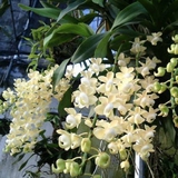 Cảnh báo đặc biệt tới những nhà đang trồng lan