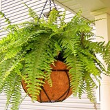 Lời khuyên đến những gia đình đang trồng cây dương xỉ