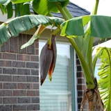 Lời khuyên đến các gia đình đang trồng cây chuối