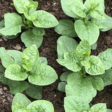 3 loại rau nên trồng ngay trong mùa hè: Xanh tốt, 15 ngày có rau ăn